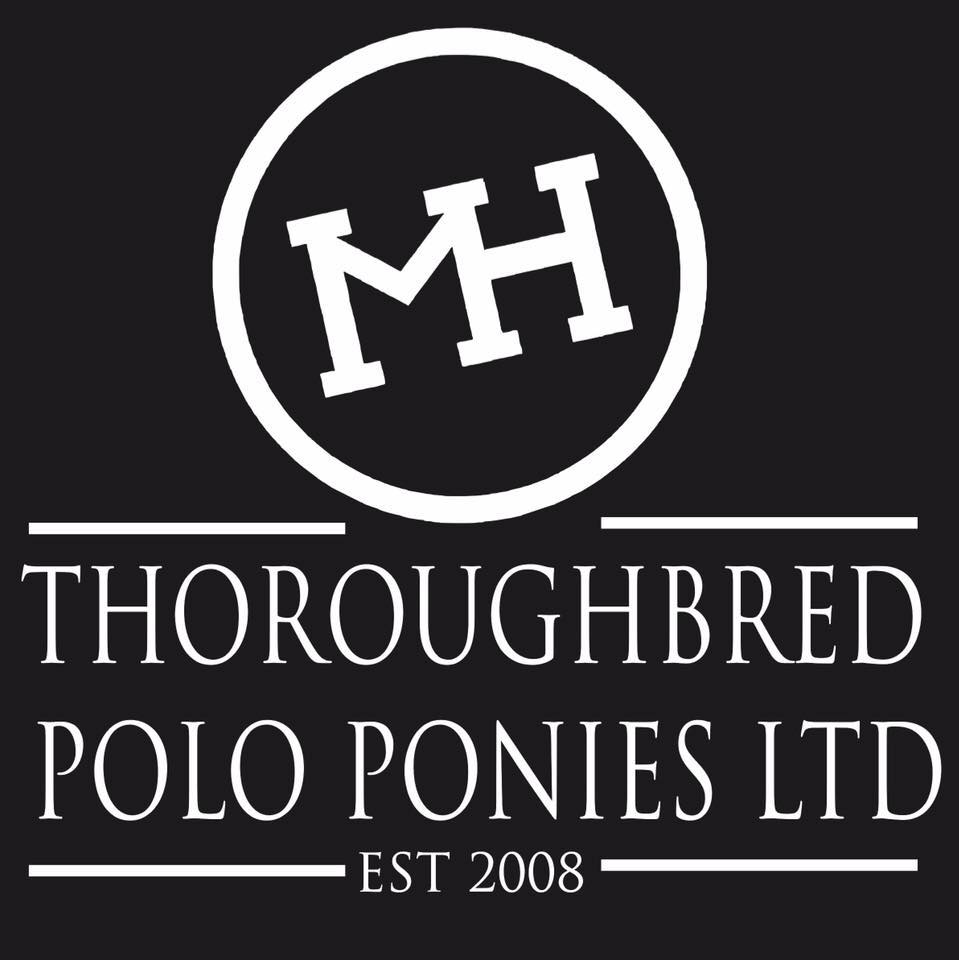 THOROUGHBRED POLO PONIES