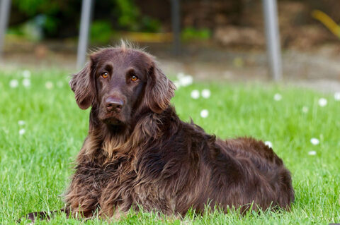 doglonghaired-pointer